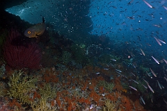 Raja Ampat 2016 - Corail - Ambiance - IMG_4681_rc